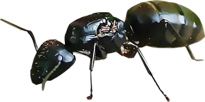 Closeupof Carpenter Ant PNG Image