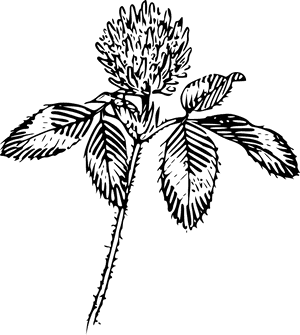 Transparent Shamrock Clipart Black And White - Clover Line Art, HD Png Download PNG image with transparent background