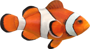 Clown Fish Png Free Pic - Real Clown Fish Png, Transparent Png PNG image with transparent background