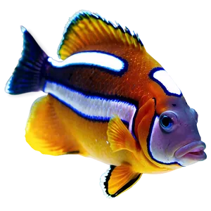 Clown Fish Transparent Png Ifo PNG Image