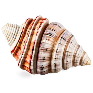 Coastal Conch Shell Decoration Png Gdr PNG Image