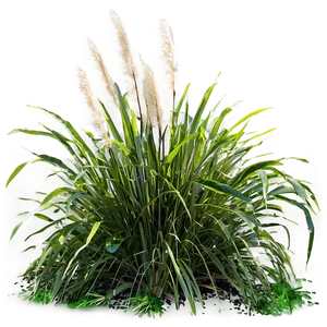 Coastal Ornamental Grass Png 06212024 PNG Image