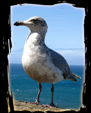 Coastal Seagull Standing PNG with transparent background