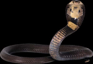 Cobra Snake Defensive Pose PNG image with transparent background