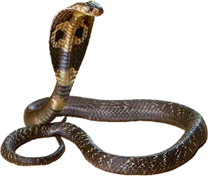 Cobra Snake Displaying Hood PNG Image