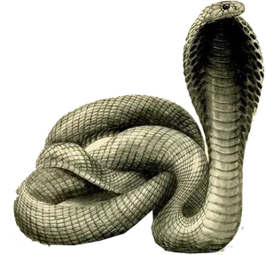 Cobra Snake Raised Hood PNG Image