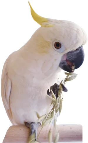 Cockatoo Enjoying Snack PNG Image