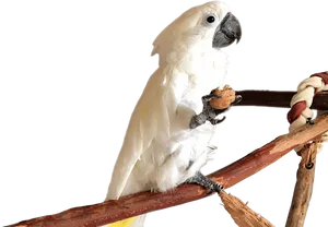 Cockatoo Holding Nut Perch PNG Image