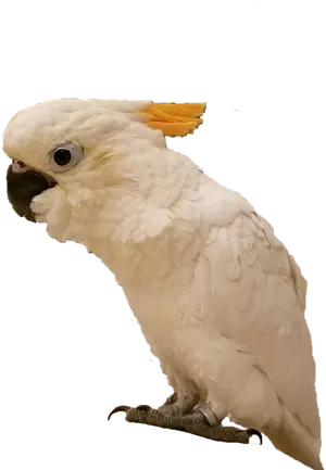 Cockatoo Profile Pose PNG Image