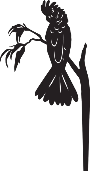 Cockatoo Silhouetteon Branch PNG Image