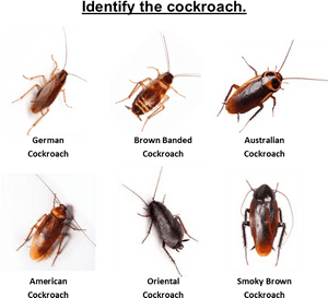 Home / Cockroach Pest Control / Identify The Roach - Brown Banded Cockroach Australia, HD Png Download PNG