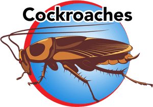 Cockroach Illustration Graphic PNG