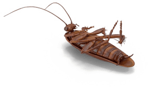 Cockroach Illustration Transparent Background PNG