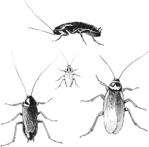 Cockroach Illustration Trio PNG