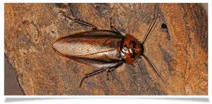 Schaben Fliegen, HD Png Download PNG