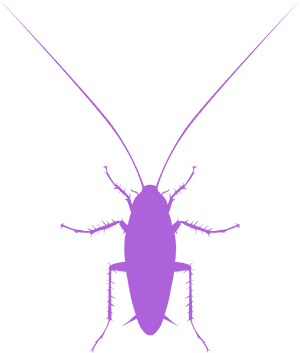 Cockroach Silhouette Graphic PNG