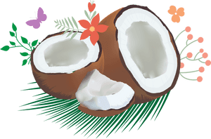 Coconut PNG PNG Images