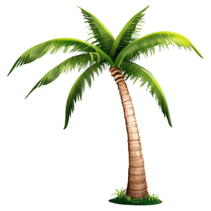Coconut Palm Tree PNG 04292024 PNG image with transparent background