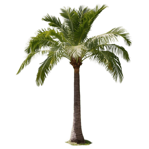Coconut Palm Tree PNG 04292024 PNG image with transparent background