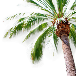 Coconut Palm Tree PNG fdf PNG image with transparent background