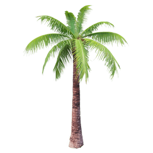 Coconut Tree on Island PNG 06202024 PNG