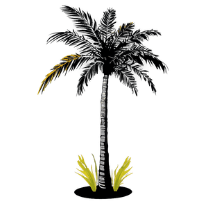 Coconut Tree Shadow PNG 06202024 PNG