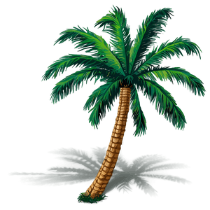Coconut Tree Shadow PNG 30 PNG
