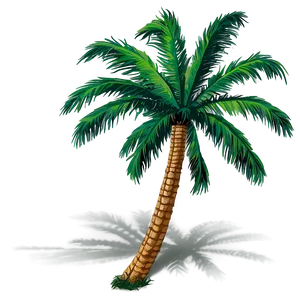 Coconut Tree Shadow Png 30 PNG Image