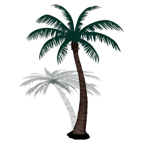 Coconut Tree Shadow PNG 50 PNG