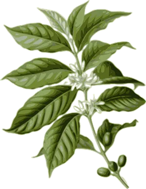 Coffee Plant Illustration PNG Image