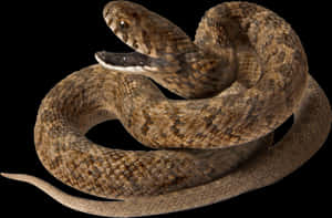 Coiled Brown Snake Black Background.jpg PNG with transparent background