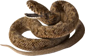 Coiled Brown Snake Black Background.jpg PNG Image