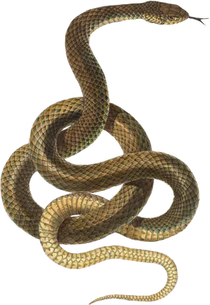 Coiled Snake Black Background PNG Image