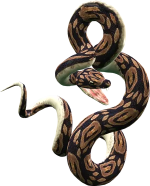 Coiled Snake Graphic PNG Image