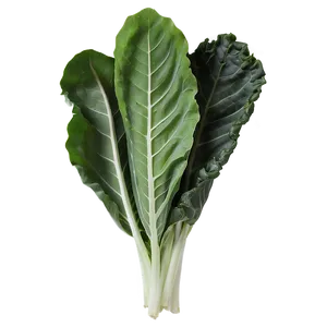 Collard Greens Drawing Png Gff PNG Image