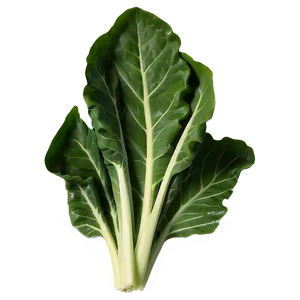 Collard Greens Icon Png Exp97 PNG Image