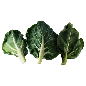 Collard Greens Illustration Png 06252024 PNG Image