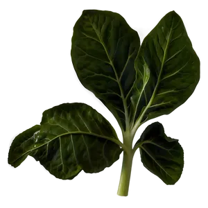 Collard Greens Leaves Png Gdn40 PNG Image