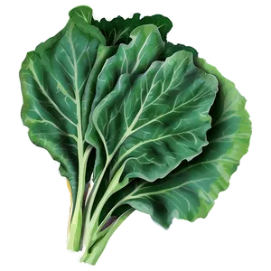 Collard Greens Vector Png Gpn PNG Image