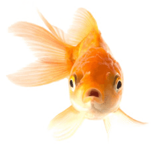 Collections At Sccpre Cat - Goldfish Image With Transparent Background, HD Png Download PNG image with transparent background