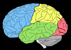 Color Coded Brain Illustration PNG image with transparent background