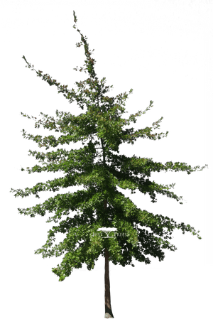 Pin Oak Png - Colorado Spruce, Transparent Png PNG image with transparent background