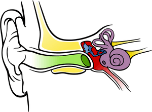 Images For Ear Anatomy Diagram Blank - Happens When Your Ears Pop, HD Png Download PNG with transparent background