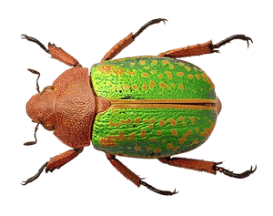 Colorful Beetle Specimen PNG image with transparent background