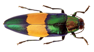 Colorful Beetle Transparent Background PNG image with transparent background