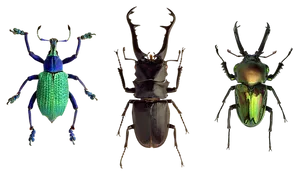 Colorful Beetles Triad PNG Image