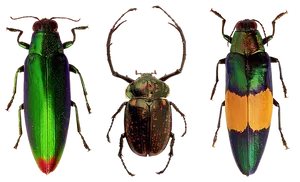 Colorful Beetles Triptych PNG Image