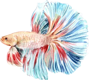 Colorful Betta Fish Illustration PNG Image