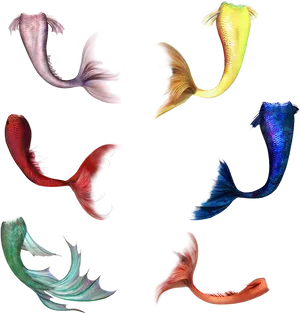 Colorful Betta Fish Tails Artistic Display PNG Image