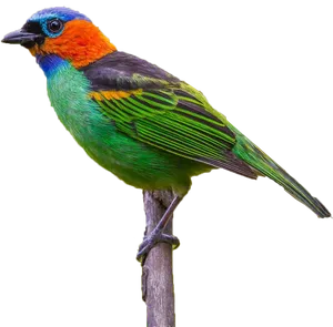 Colorful Bird Perchedon Branch PNG Image